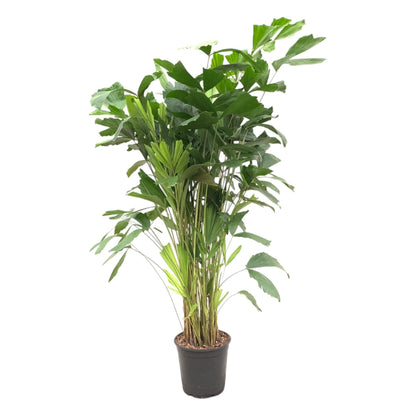 Caryota Mitis - Fischschwanzpalme - ↨140 cm - Ø24cm