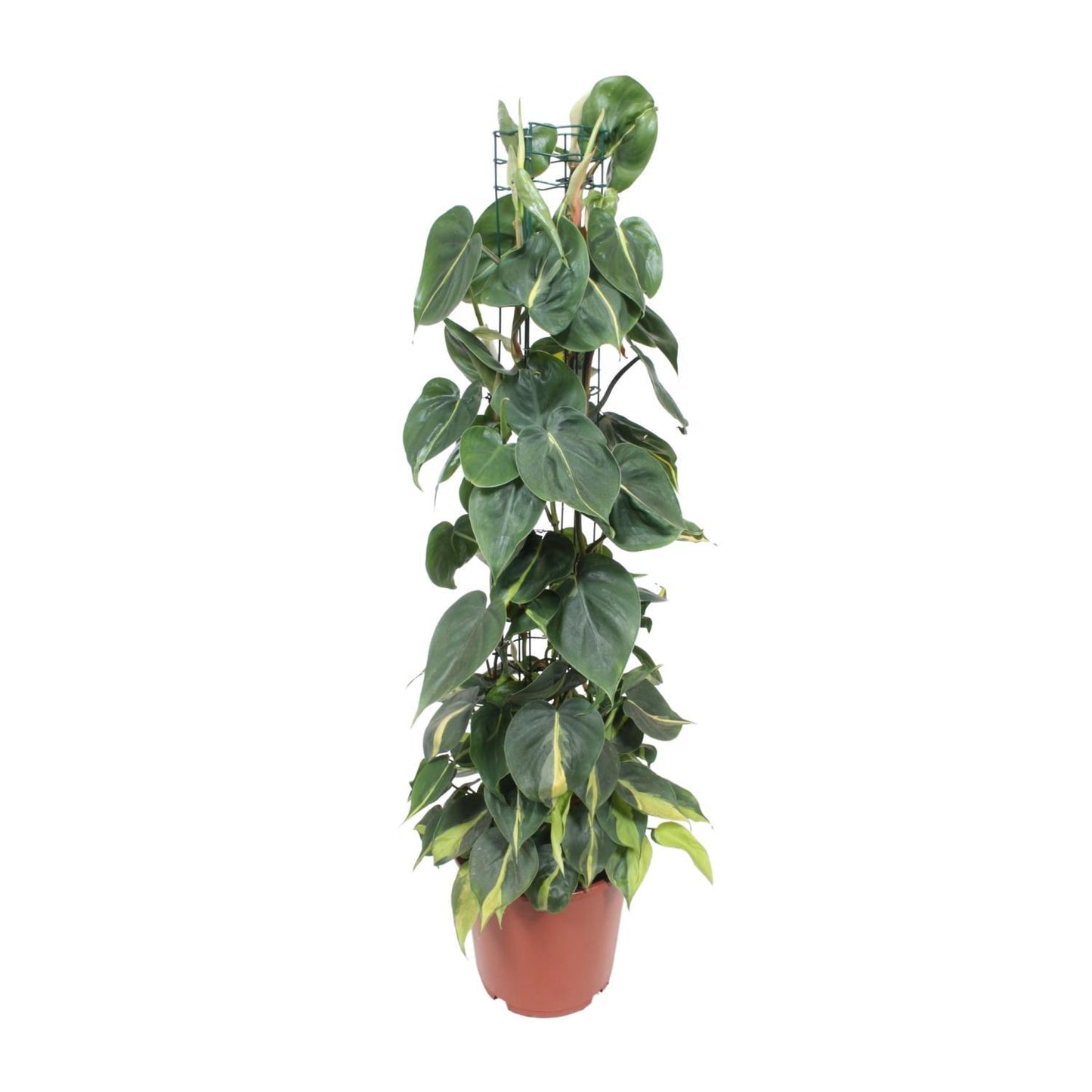 Philodendron Scandens Brasil - Ø24cm - ↨120cm