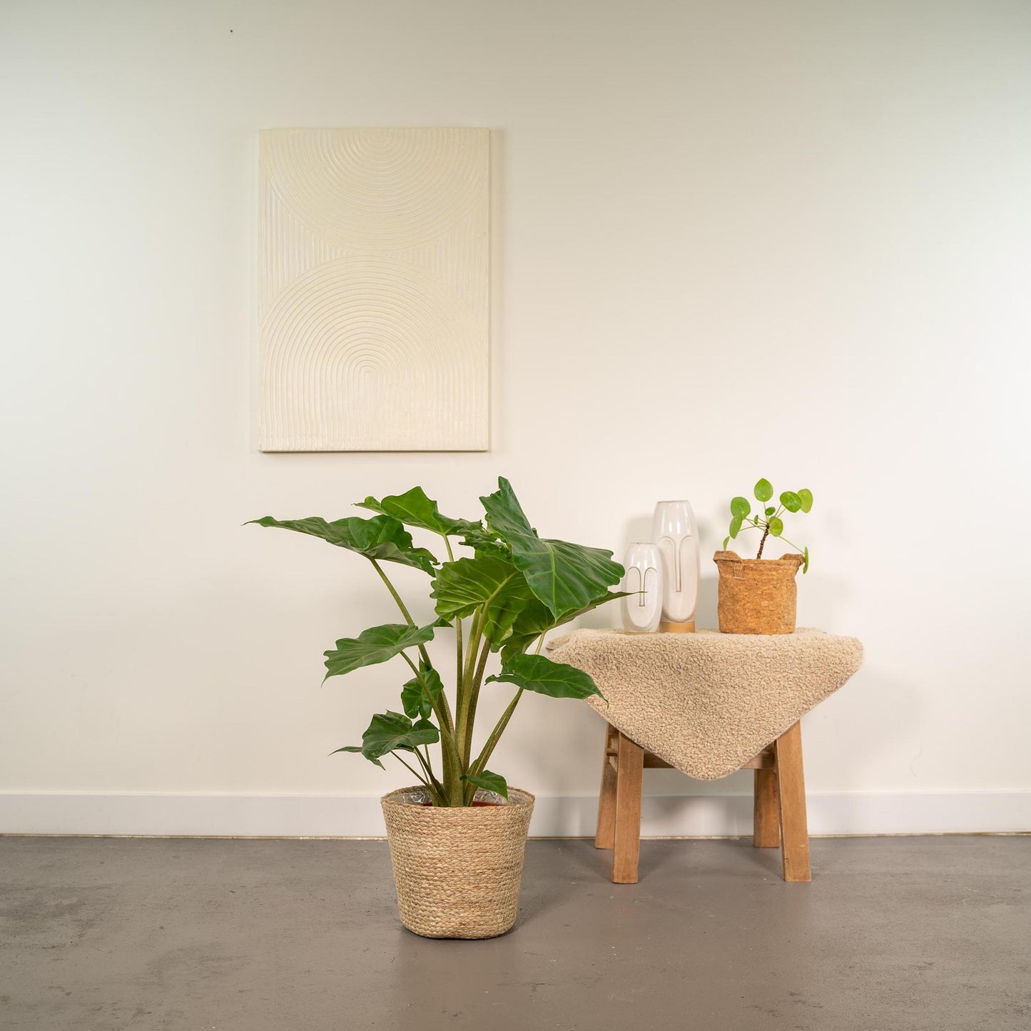 Alocasia Portodora - ↨80cm - Ø21cm + Korb Selin