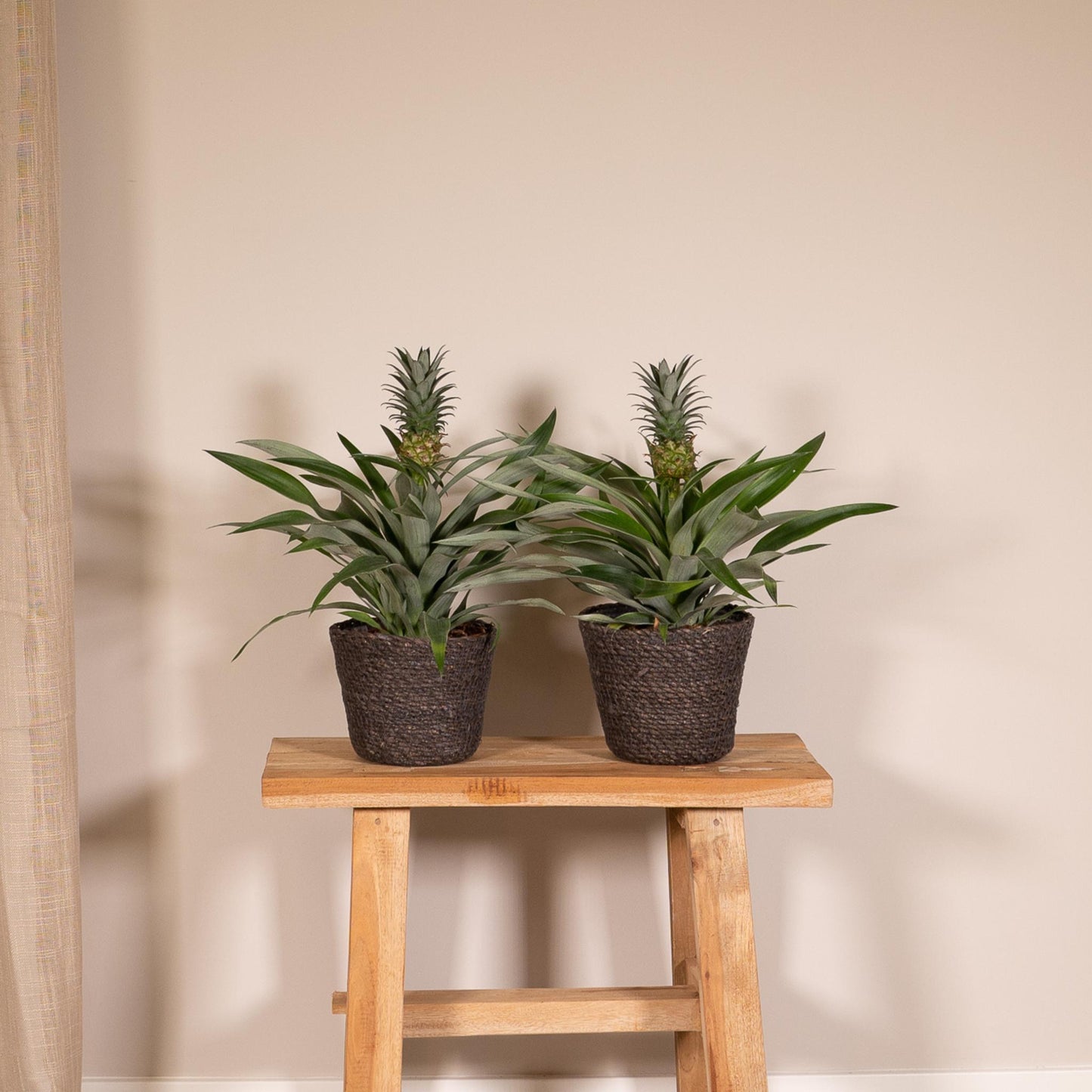 2x Bromelia - Ananaspflanze -  Ø12cm - ↨30cm