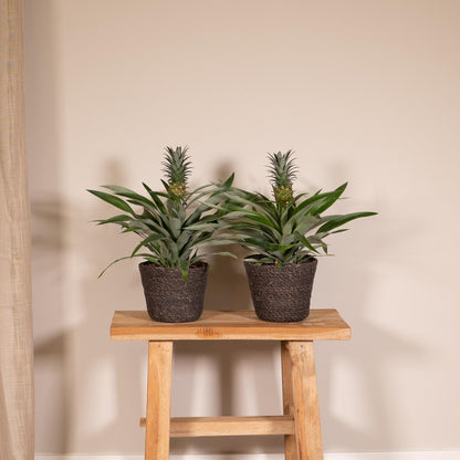 2x Bromelia - Ananaspflanze -  Ø12cm - ↨30cm