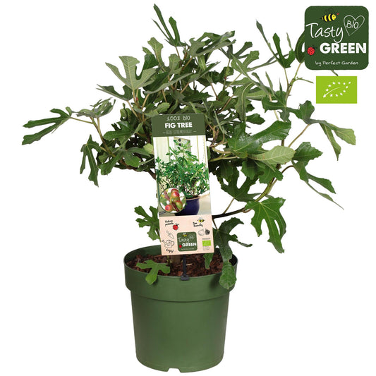 Ficus Carica 'Little Miss Figgy' Bio - Ø23cm - ↨50cm