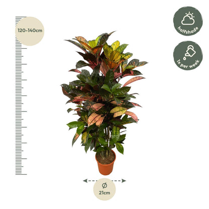 Codiaeum  Iceton - ↨130 cm - Ø21cm