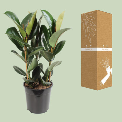 Ficus Elastica Robusta - Gummibaum - Ø27cm - ↨85cm