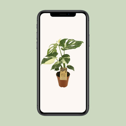 Monstera Thai Constellation - Ø15cm - ↨50cm