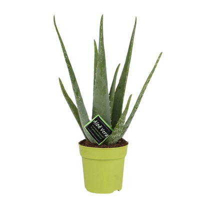 Aloe Vera - ↨45cm - Ø12cm