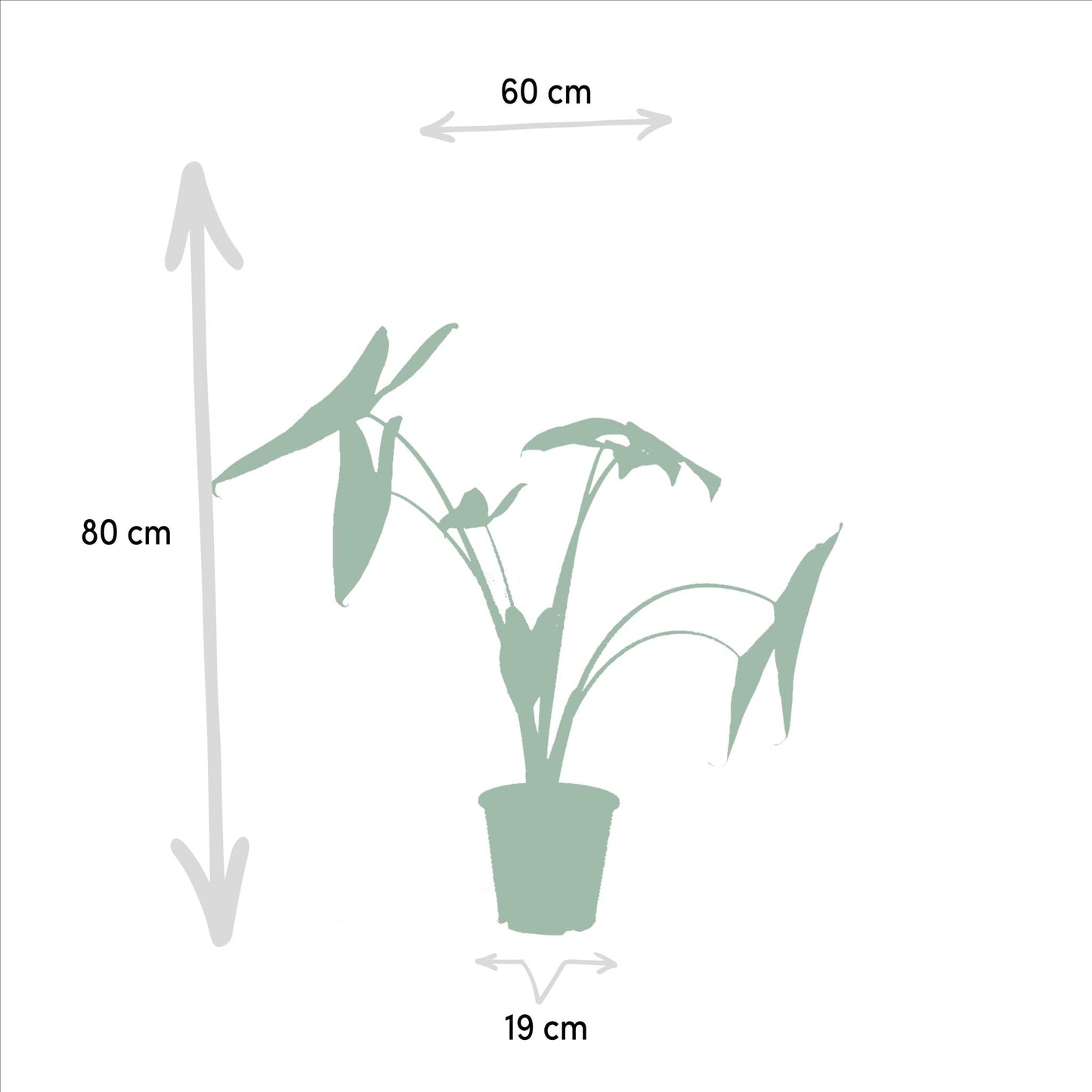 Monstera Deliciosa - Ø21cm - ↨75cm + Alocasia Zebrina - Ø19cm - ↨75cm + Strelitzia Nicolai - Ø19cm - ↨85cm