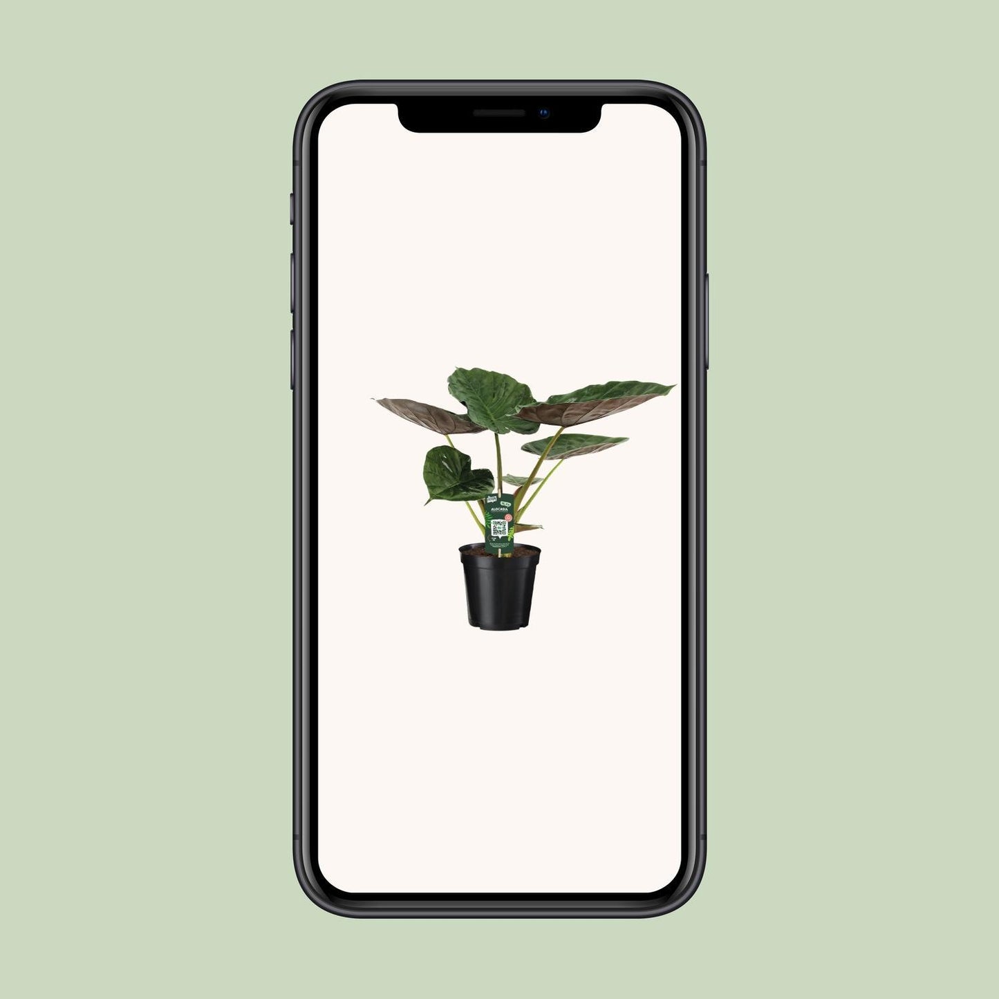 Alocasia Wentii - Elefantenohr - ↨70cm - Ø19cm