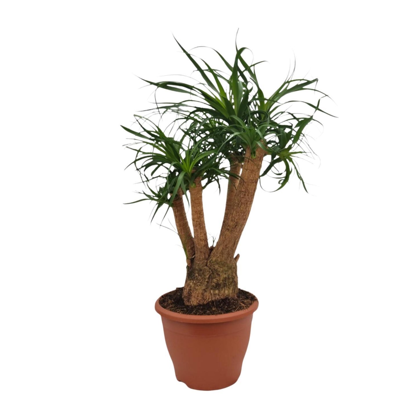 Beaucarnea Nolina - Elefantenfuß - Ø26cm - ↨75cm