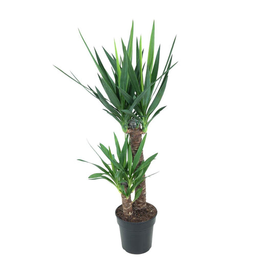 Yucca Elephantipes - Ø21cm - ↨100cm