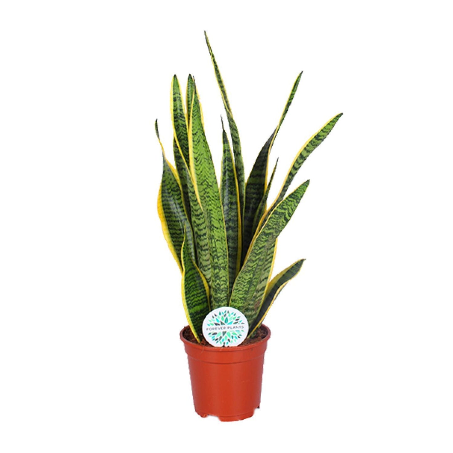 Sansevieria Trifasciata Laurentii - Ø17cm - ↨60cm