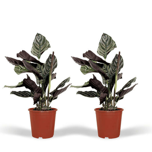 2x Calathea Ornata - Pfauenpflanze - ↨50cm - Ø14cm