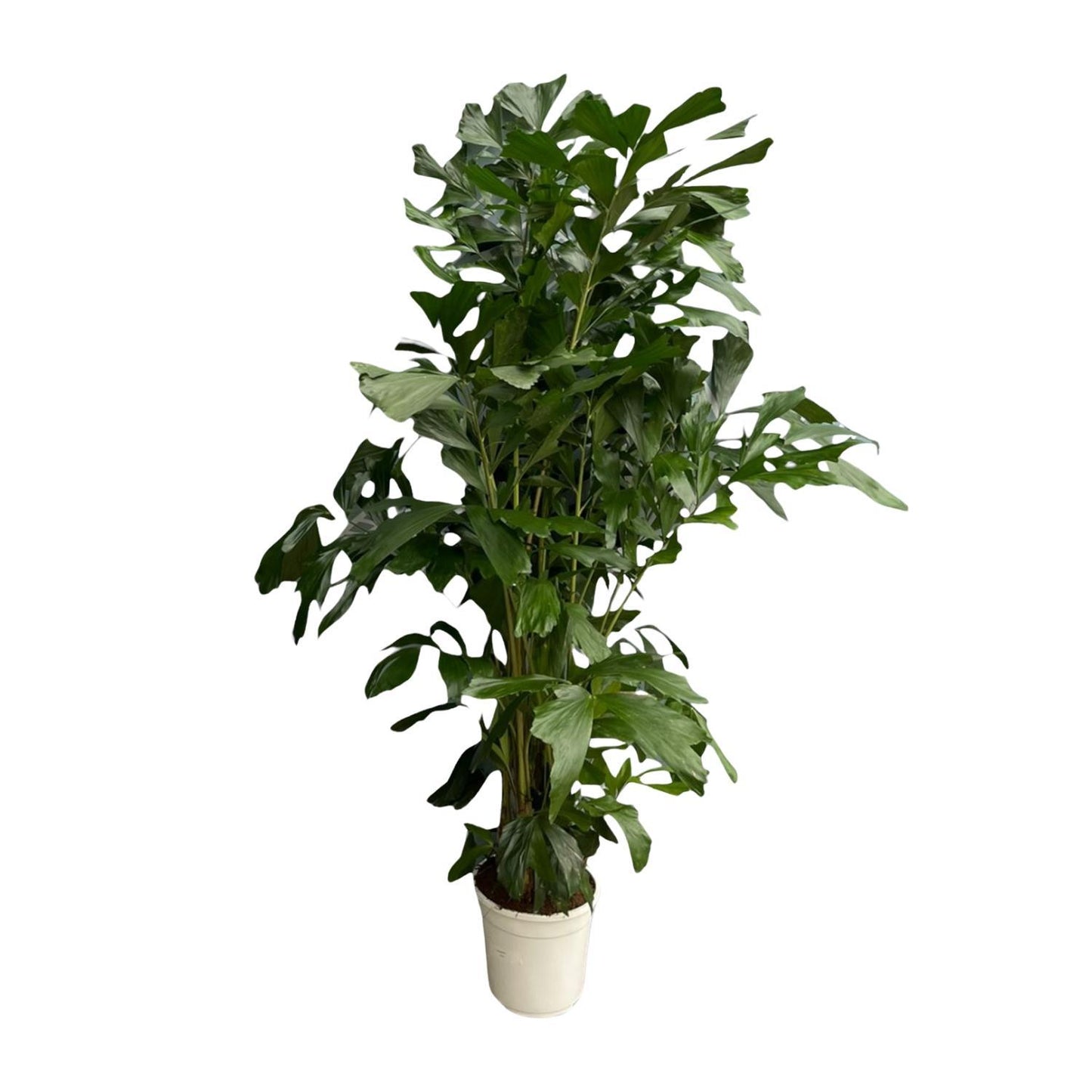 Caryota Mitis - Fischschwanzpalme - ↨170 cm - Ø24cm