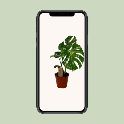 Monstera Deliciosa - Ø17cm - ↨50cm