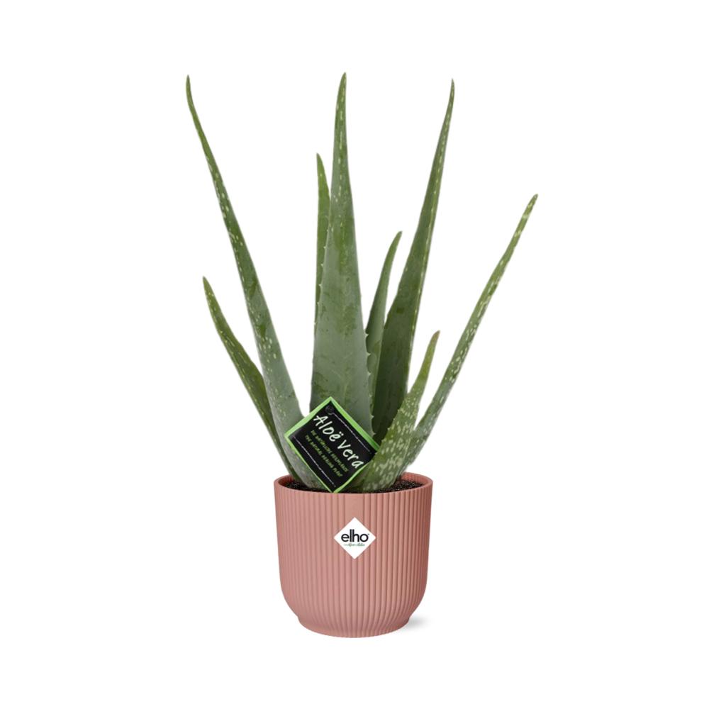 Aloe Vera - Ø12cm in ELHO Vibes Fold rosa - ↨40-50cm -  Ø14cm Topf