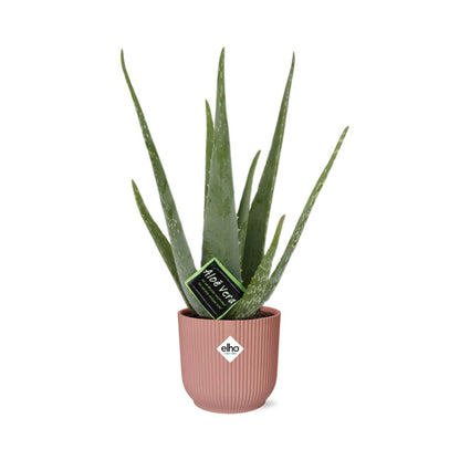 Aloe Vera - Ø12cm in ELHO Vibes Fold rosa - ↨40-50cm -  Ø14cm Topf