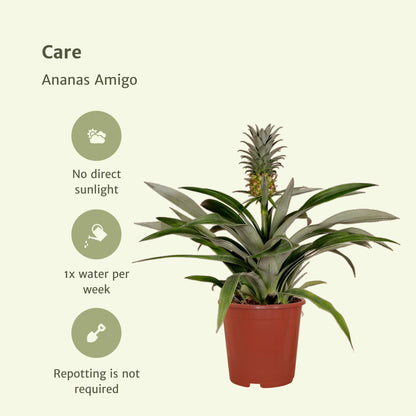 2x Bromelia - Ananaspflanze -  Ø12cm - ↨30cm