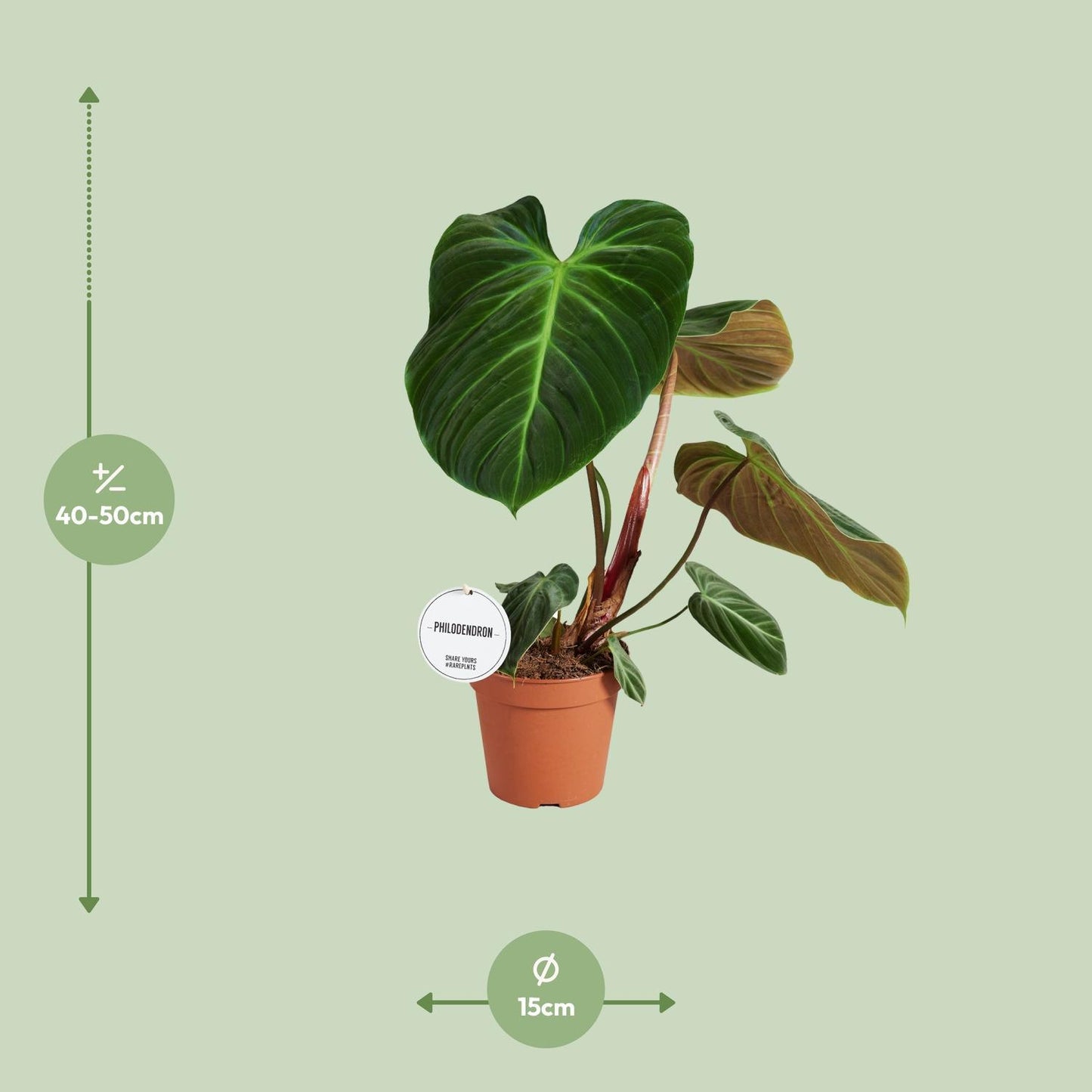 Philodendron El Choco Red - Ø15cm - ↨50cm