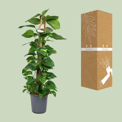 Scindapsus Epipremnum - Ø24cm - ↨120cm