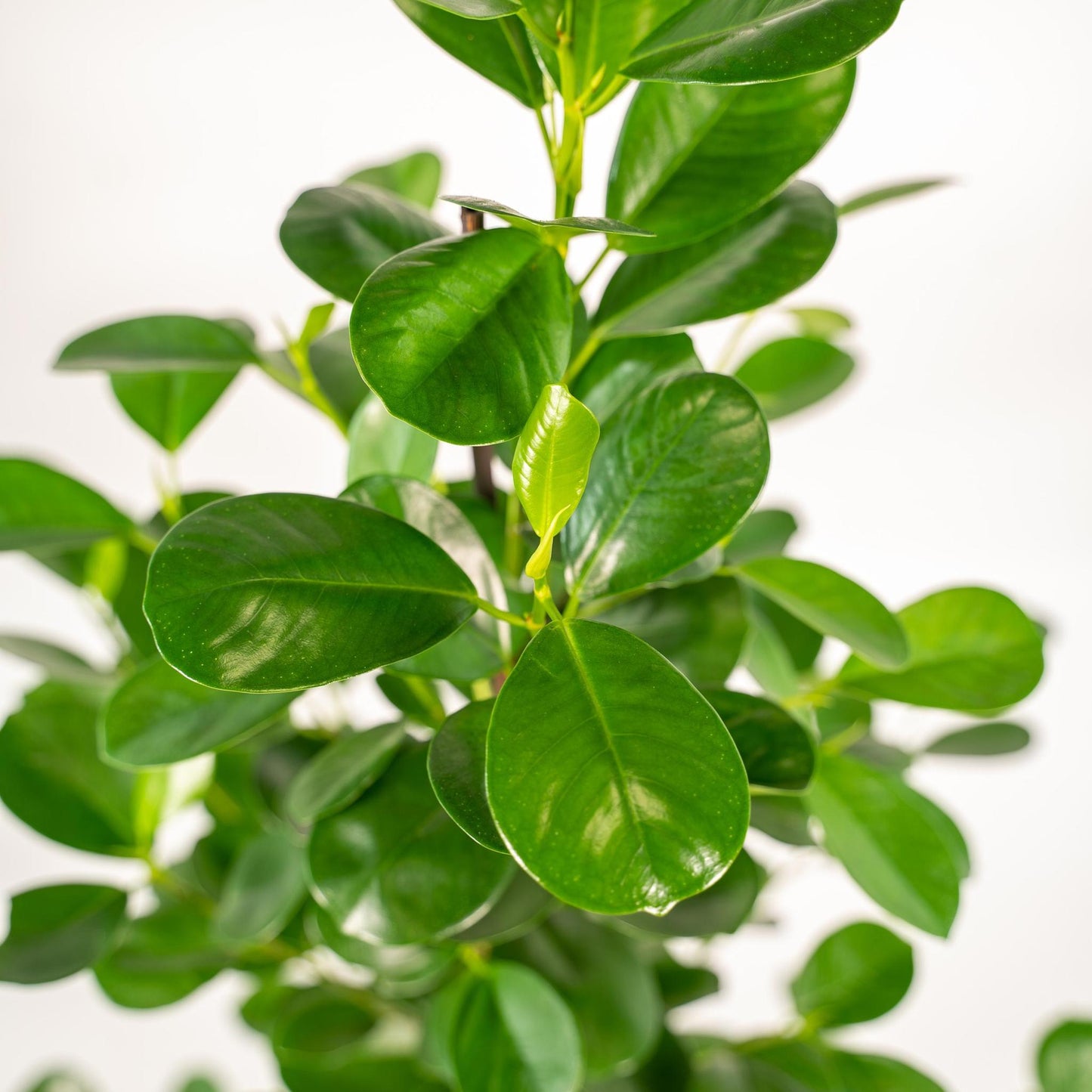 Ficus microcarpa Moclame - Chinesische Feige - Ø21cm - ↨95cm + Korb Selin