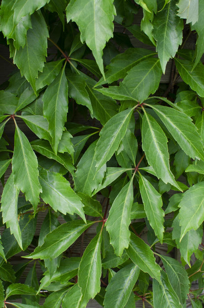 Parthenocissus q. var. 'Engelmannii' - ↨65cm - Ø15cm