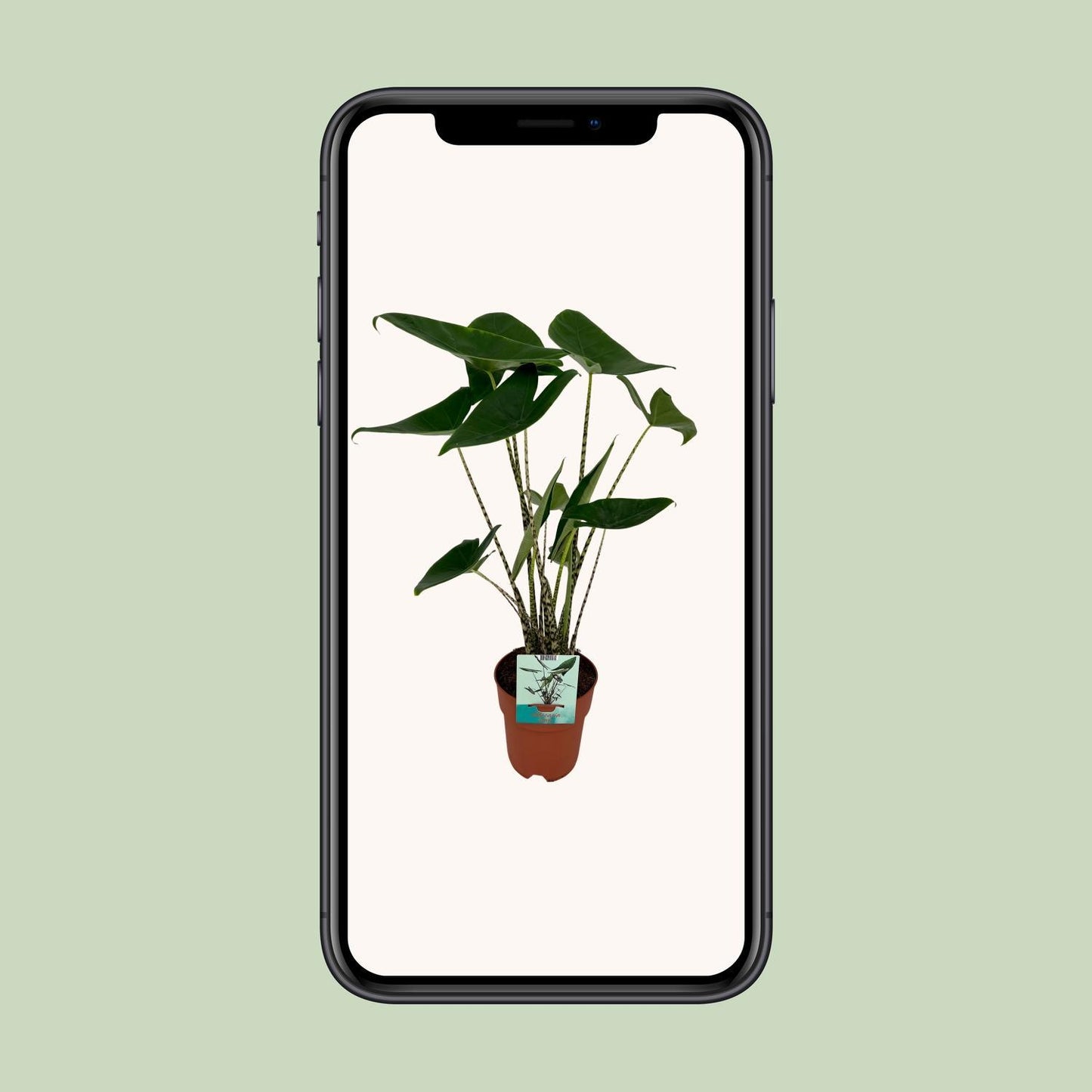 Alocasia Zebrina - ↨75cm - Ø19cm