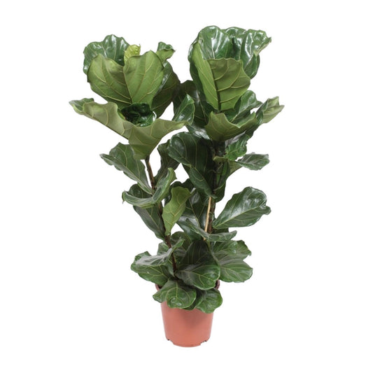 Ficus Lyrata - Geigenbaum - Ø27cm - ↨100cm