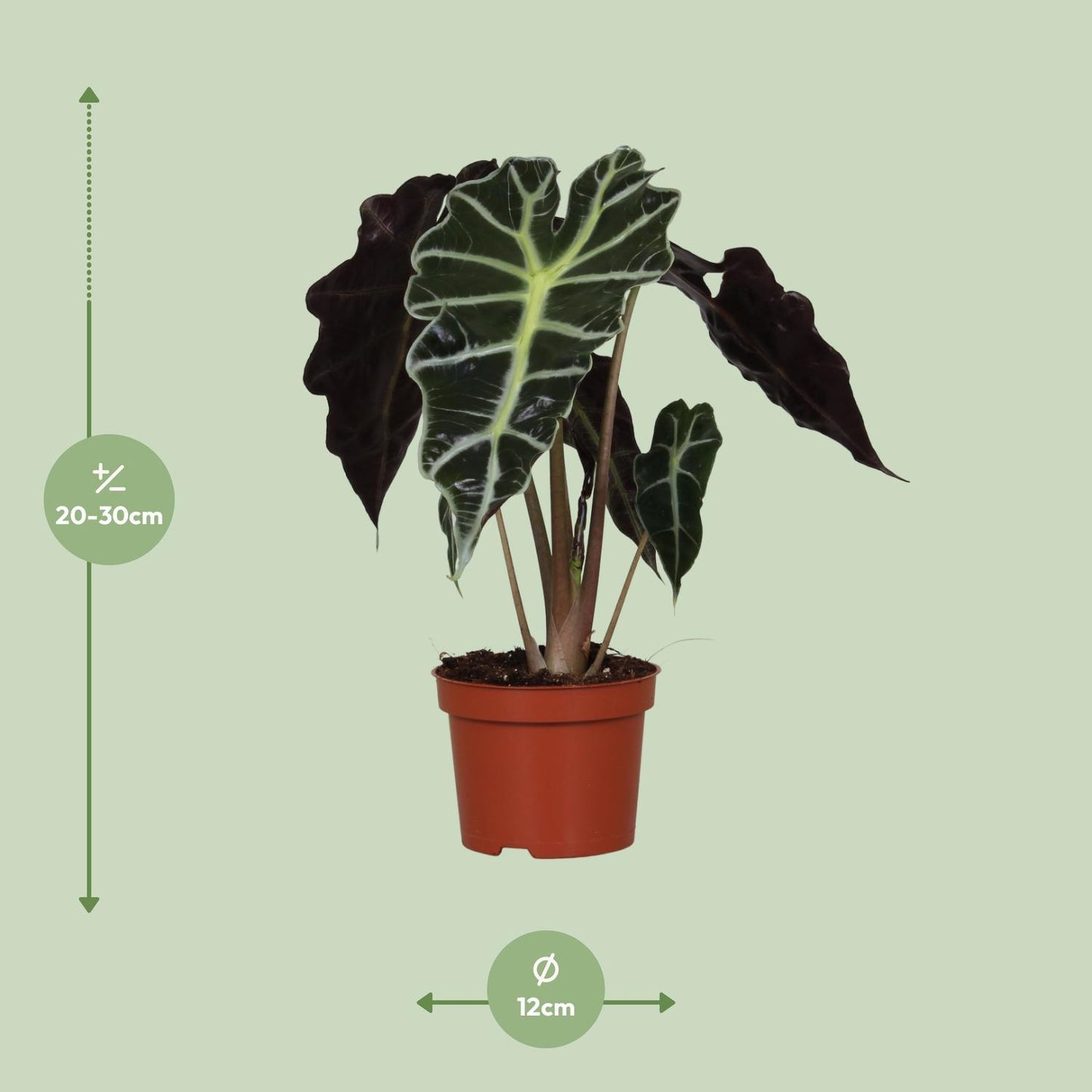 Alocasia Amazonica Polly -↨30cm-  Ø12cm