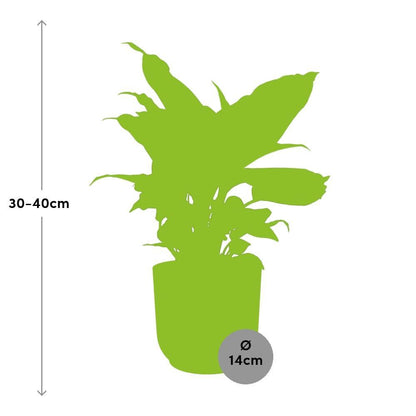 Dieffenbachia Camilla - 30cm-40cm - in ELHO Vibes Fold Topf rosa 14cm