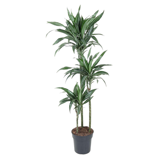 Dracaena Ulises - ↨150 cm - Ø24cm