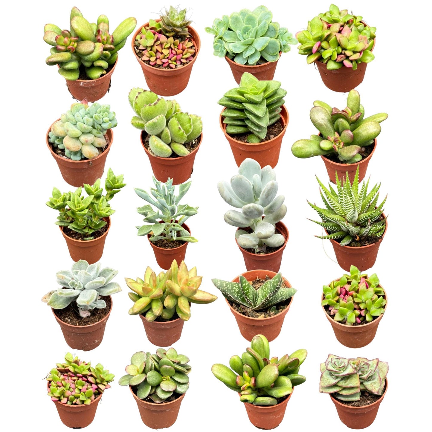 40 Stück - Der Cactus- und Sukkulenten-Mix - 5.5cmØ- ↨5-10cm