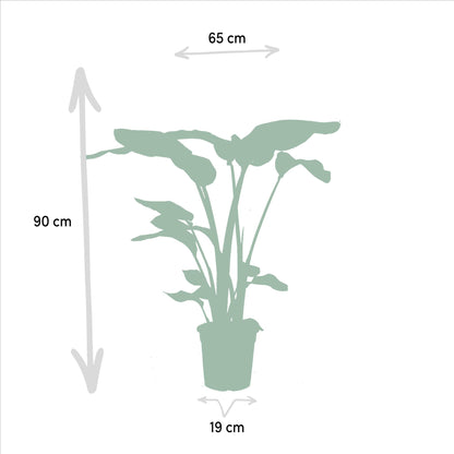 Strelitzia Nicolai - Ø19cm - ↨85cm + Alocasia Macrorrhiza - Ø19cm - ↨70cm