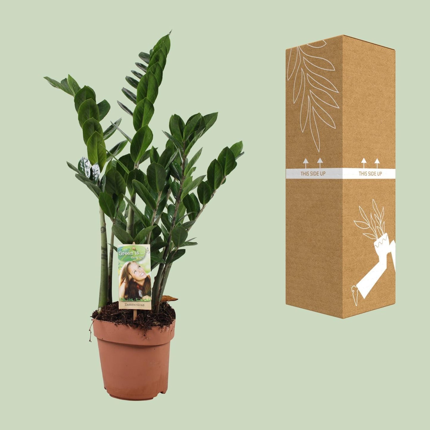 Zamioculcas Zamiifolia - Ø17cm - ↨70cm