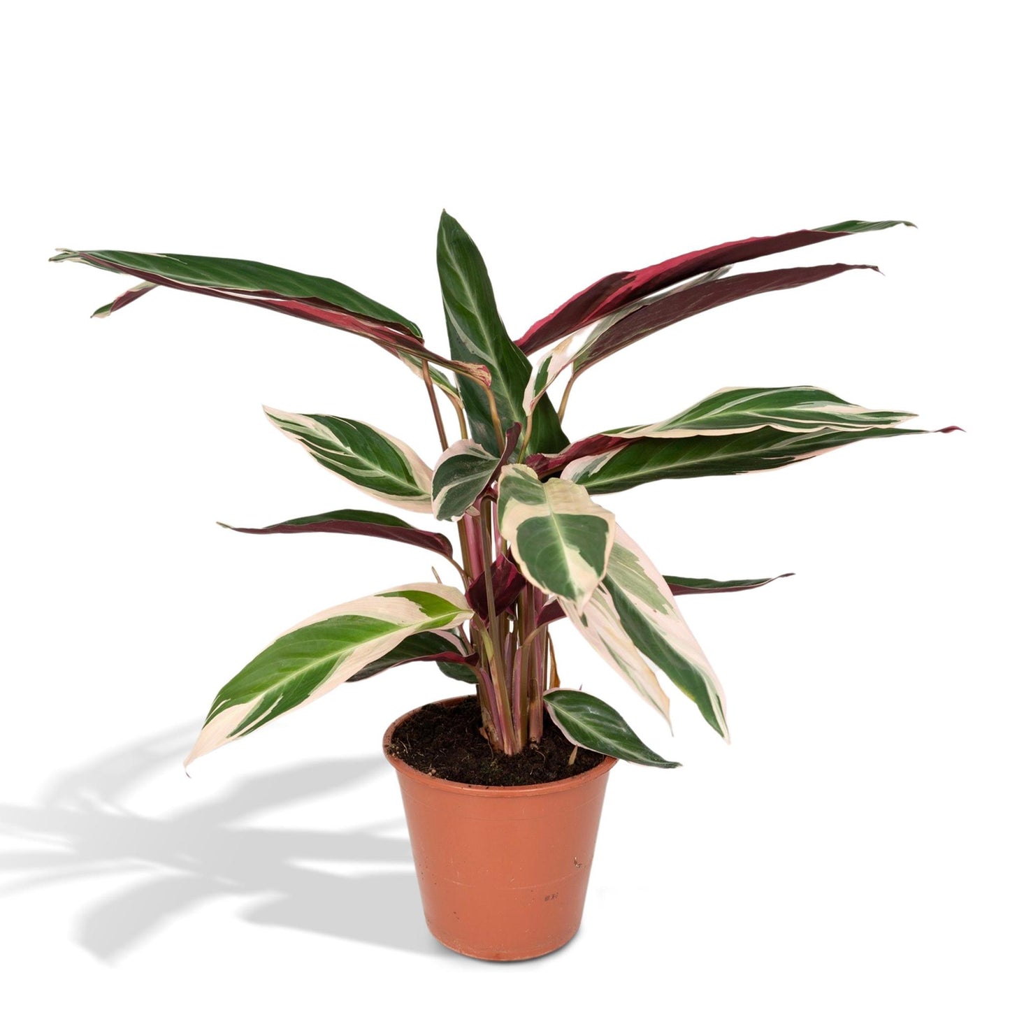 Calathea Triostar - Pfauenpflanze - ↨70cm - Ø19cm