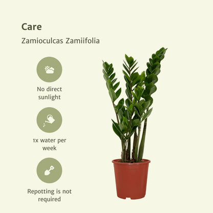 2x Zamioculcas Zamiifolia - Glücksfeder - ↨50cm - Ø14cm