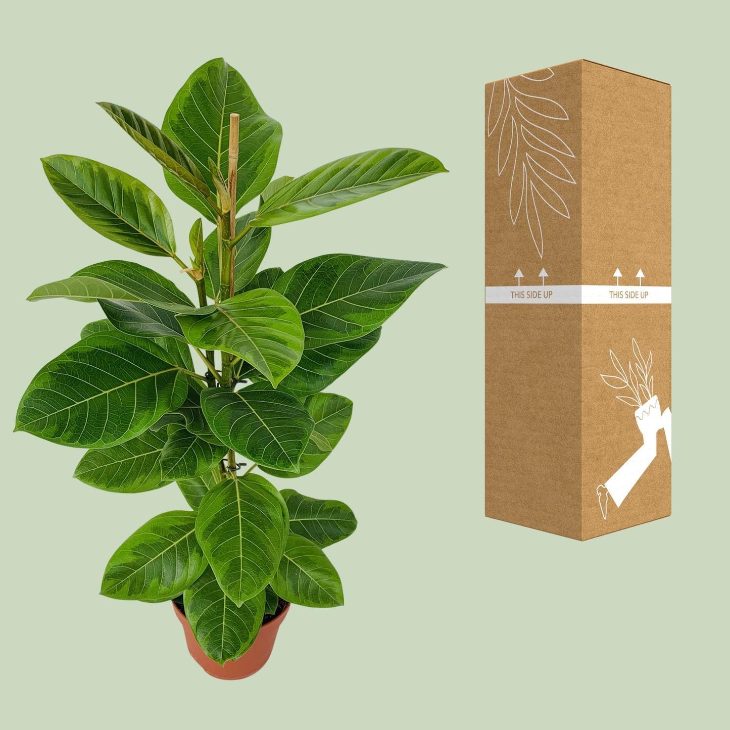 Ficus Altissima - Goldene Feige - Ø21cm - ↨95cm