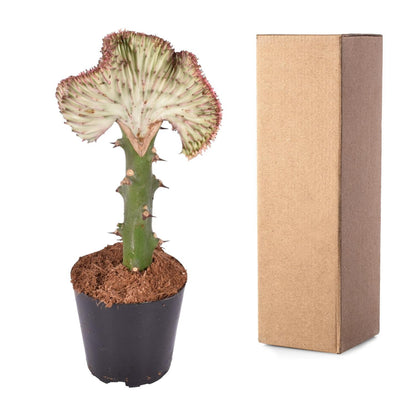 Euphorbia Lactea Cristata - rot - ↨30cm - Ø10,5cm