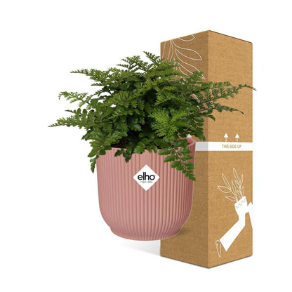 Asplenium Parvati - 10cm - 20cm - in ELHO Vibes Fold 14cm rosa