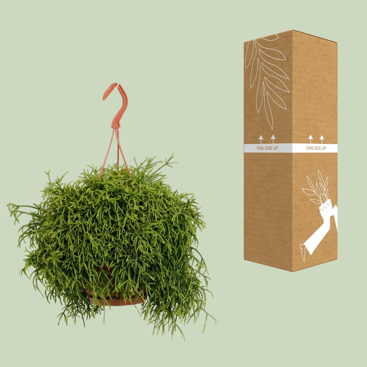 Rhipsalis Heteroclada - Ø21cm - ↨45cm