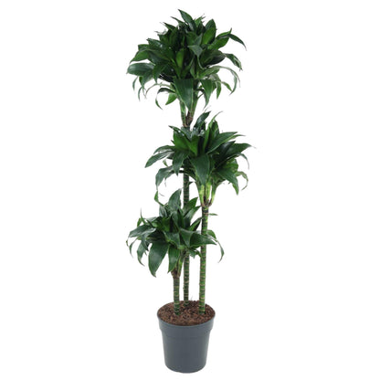 Dracaena Tatuada - Drachenbaum - ↨140 cm - Ø24cm