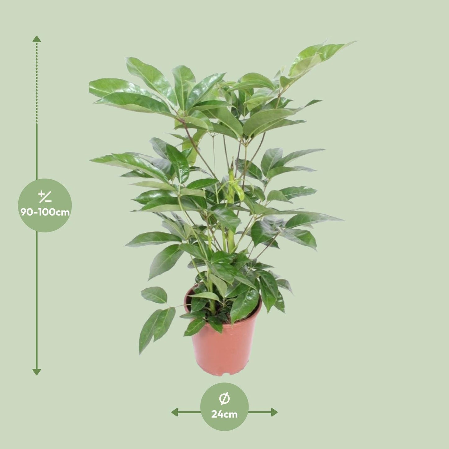 Schefflera Actinophylla Amate - Ø24cm - ↨100cm