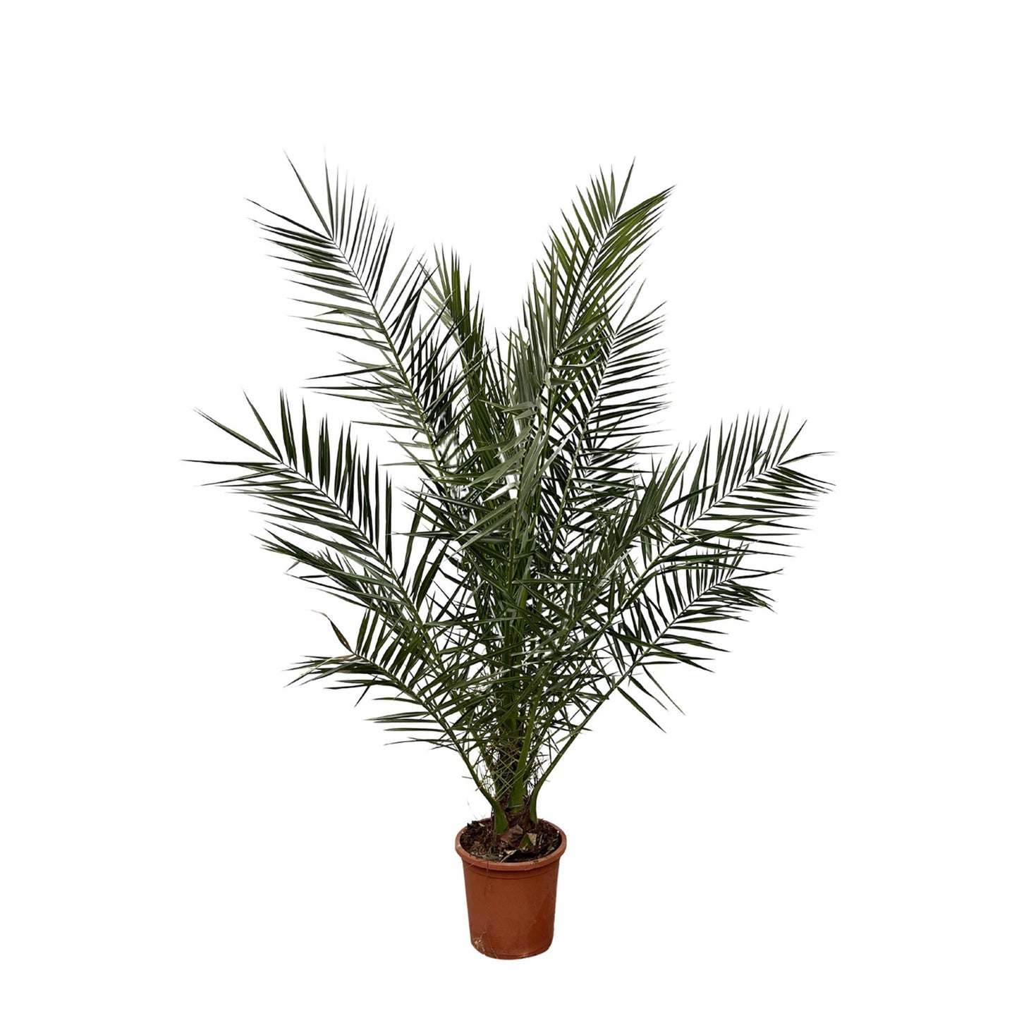 Phoenix Canariensis - ↨180cm- Ø25cm