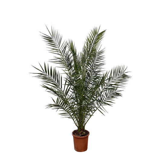 Phoenix Canariensis - ↨180cm- Ø25cm