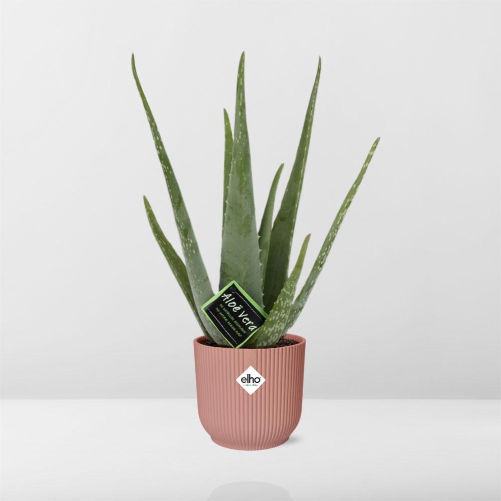 Aloe Vera - Ø12cm in ELHO Vibes Fold rosa - ↨40-50cm -  Ø14cm Topf