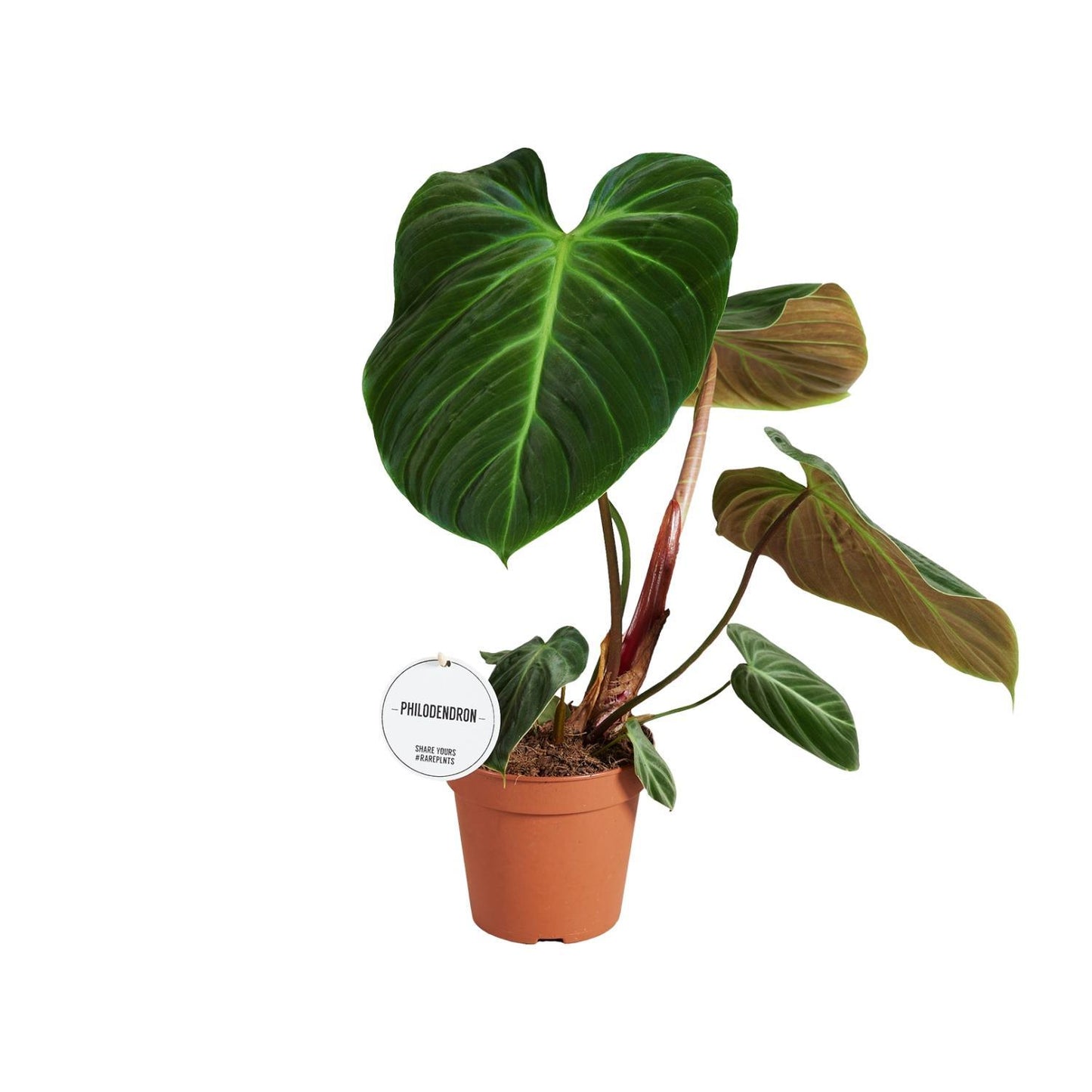 Philodendron El Choco Red - Ø15cm - ↨50cm