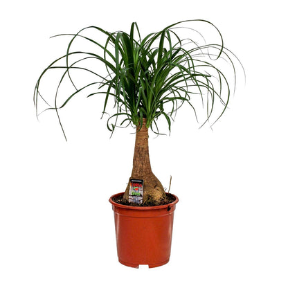 Beaucarnea Nolina - Elefantenfuß - Ø19cm - ↨60cm