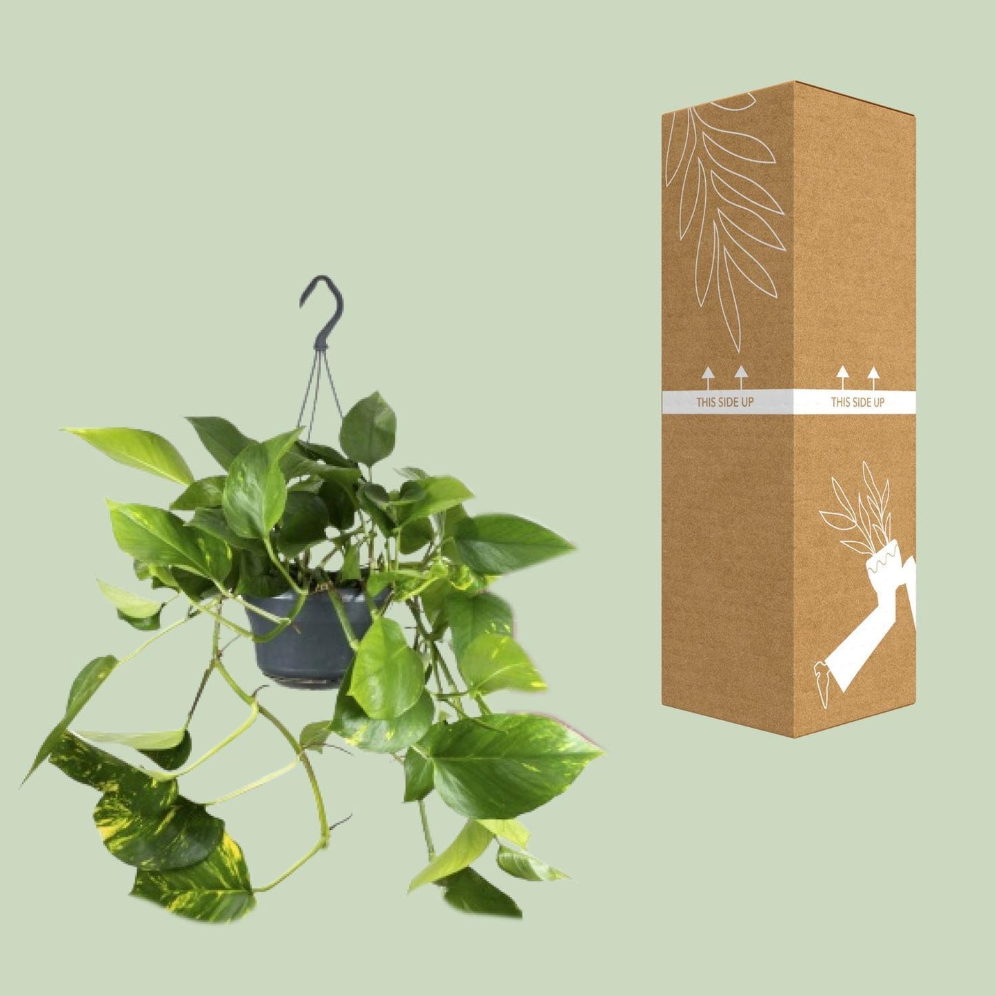 Epipremnum Pinnatum - Ø15cm - ↨25cm