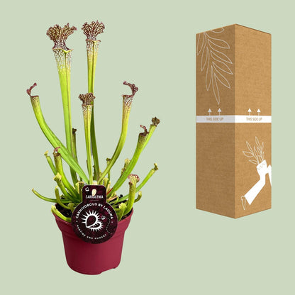 Sarracenia Farnhamii - Ø12cm - ↨40cm