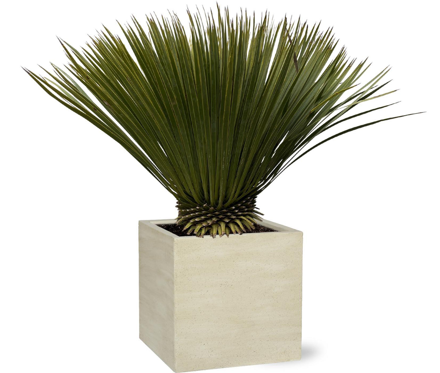 Yucca Rostrata - ↨80cm- Ø27cm