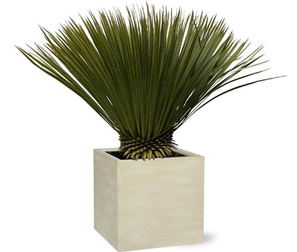 Yucca Rostrata - ↨80cm- Ø27cm